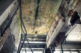 Why You Should Choose Our Mold Remediation Services in Pennsburg, PA